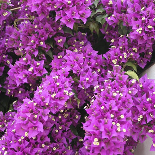 Bougainvillea Purple Pillar 1 Bougainvillea Purple Pillar