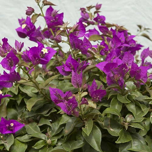 Bougainvillea Purple Pillar 2 Bougainvillea Purple Pillar - Image 2