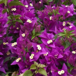 Bougainvillea Purple Pillar 7 Bougainvillea Purple Pillar -Gardenista Store 680131 2