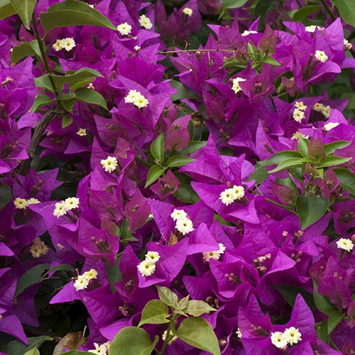Bougainvillea Purple Pillar 3 Bougainvillea Purple Pillar - Image 3
