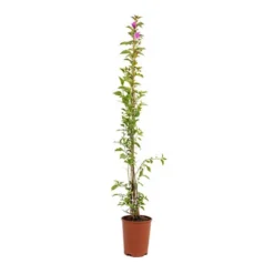 Bougainvillea Purple Pillar 8 Bougainvillea Purple Pillar -Gardenista Store 680131 3