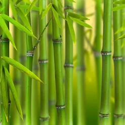 Green Bamboo Phyllostachys Bissetti