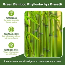 Green Bamboo Phyllostachys Bissetti -Gardenista Store 680141 4