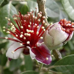 Pineapple Guava - Acca Sellowiana 7 Pineapple Guava - Acca Sellowiana -Gardenista Store 680146 2