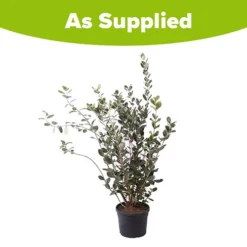 Pineapple Guava - Acca Sellowiana 9 Pineapple Guava - Acca Sellowiana -Gardenista Store 680146 4