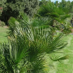Chamaerops Humilis Fan Palm -Gardenista Store 680225 2