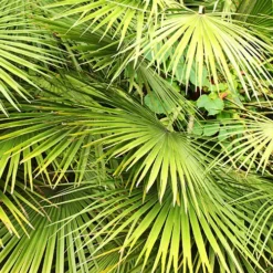Chamaerops Humilis Fan Palm -Gardenista Store 680225 3