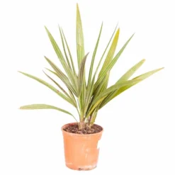 Chamaerops Humilis Fan Palm -Gardenista Store 680225 4