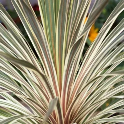 Cordyline Australis 'Torbay Dazzler'
