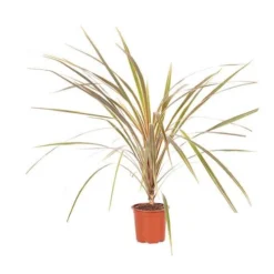 Cordyline Australis 'Torbay Dazzler' -Gardenista Store 680236 2