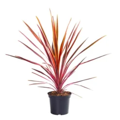 Cordyline 'Southern Splendour' -Gardenista Store 680252 2
