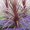 Cordyline Australis 'Red Star'