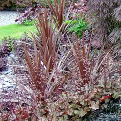 Cordyline Australis 'Red Star' -Gardenista Store 680254 2