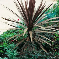 Cordyline Australis 'Red Star' -Gardenista Store 680254 3