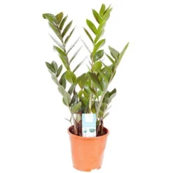 Zamioculcas Zamiifolia 'ZZ Plant' -Gardenista Store 800108 2