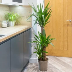 Yucca Elephantipes -Gardenista Store 800109 2