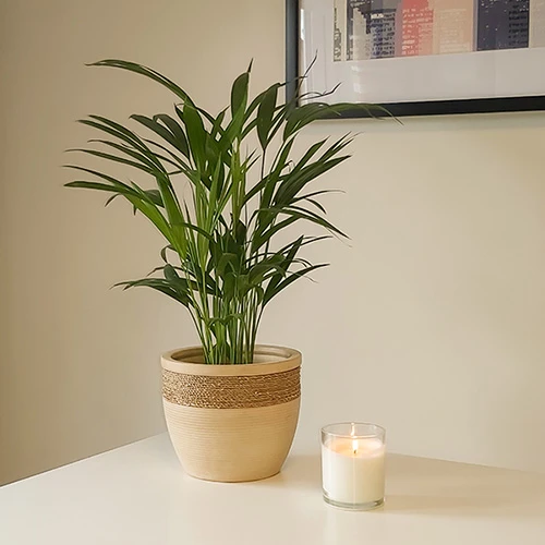 Areca Palm (Dypsis Lutescens) 2 Areca Palm (Dypsis Lutescens) - Image 2