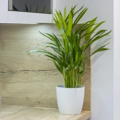 Areca Palm (Dypsis Lutescens) 7 Areca Palm (Dypsis Lutescens) -Gardenista Store 800111 2