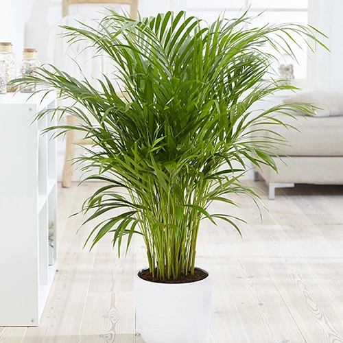 Areca Palm (Dypsis Lutescens) 4 Areca Palm (Dypsis Lutescens) - Image 4