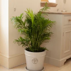 Areca Palm (Dypsis Lutescens) 9 Areca Palm (Dypsis Lutescens) -Gardenista Store 800111 4