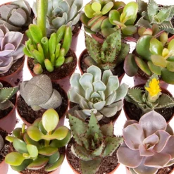 Indoor Succulents Mix -Gardenista Store 800130 2