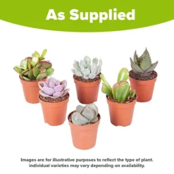 Indoor Succulents Mix -Gardenista Store 800130 3