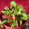 Venus Fly Trap