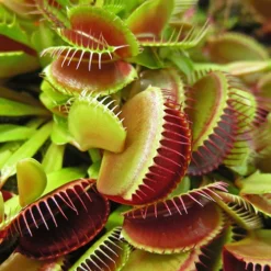 Venus Fly Trap 8 Venus Fly Trap -Gardenista Store 800155 2