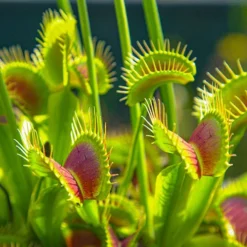 Venus Fly Trap 9 Venus Fly Trap -Gardenista Store 800155 3
