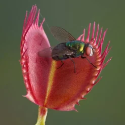 Venus Fly Trap 10 Venus Fly Trap -Gardenista Store 800155 4