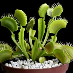 Venus Fly Trap 11 Venus Fly Trap -Gardenista Store 800155 5