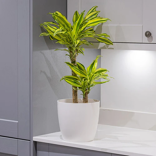 Dragon Tree Dracaena Fragrans 'Yellow Coast' 2 Dragon Tree Dracaena Fragrans 'Yellow Coast' - Image 2