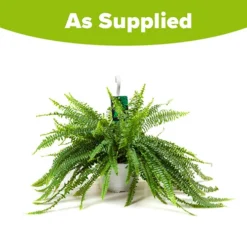 Nephrolepis Exaltata 'Sonata' (Boston Fern) -Gardenista Store 800200 2