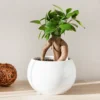 Ficus Microcarpa Ginseng