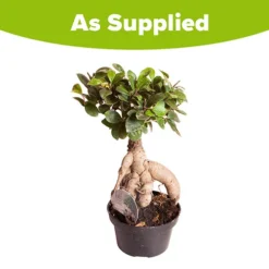 Ficus Microcarpa Ginseng -Gardenista Store 800251 2