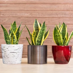 Sansevieria Trifasciata Laurentii 'Snake Plant' -Gardenista Store 800265 2