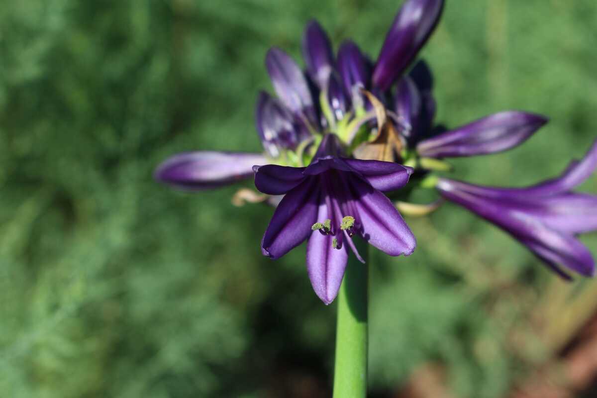 Gardenista Store -Gardenista Store Agapanthus Black Jack