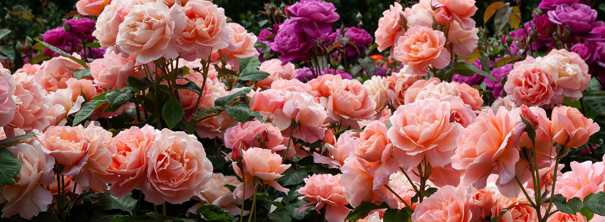 Gardenista Store -Gardenista Store My Mum 7861 heeling in inner banner test 2 min