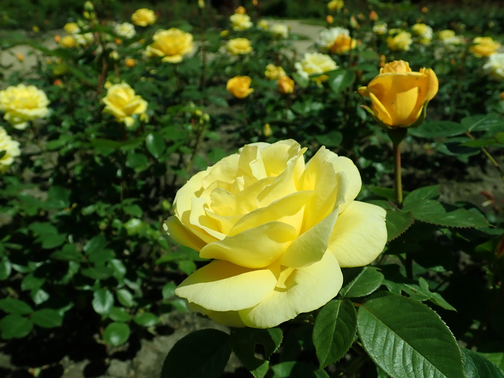 Gardenista Store -Gardenista Store Rosa Arthur Bell scaled 1