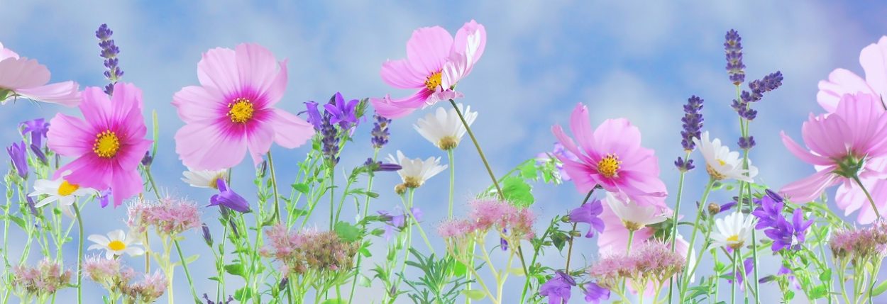 Gardenista Store -Gardenista Store wild flowers flowers plant macro 40797 cutting garden cosmos banner